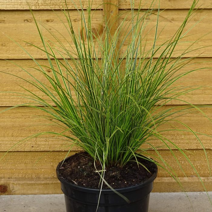 6347a9451576180faf63a9e24a9e38ec.jpg a0e66a0a-8813-4398-a600-9057cf92f12f