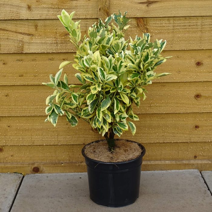 c3cbfbd4-ebf4-41df-90b0-237403930901