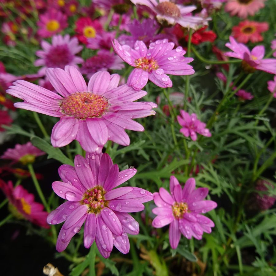 Argyranthemum- 