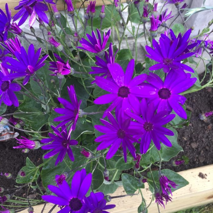 64717_adamravat_1493567552_1080.jpeg e0f4cf31-0a5d-4f45-bdea-c6e59157985e