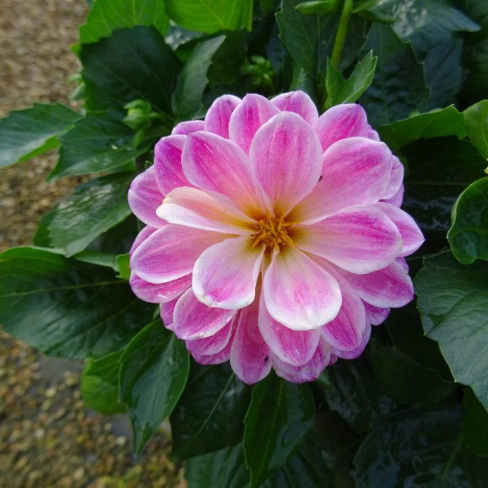 6a308c86-95a2-4286-91b9-772280eb8d56