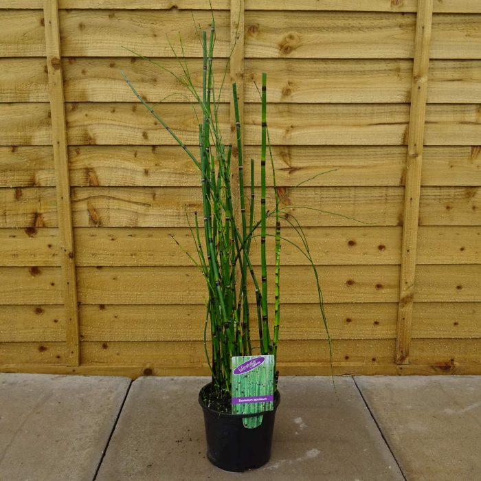 654651f966104ec24840bb24cc35aa03.jpg 1f8a2f3a-8cb2-4d5f-9fc0-fbc8c28b4c1b