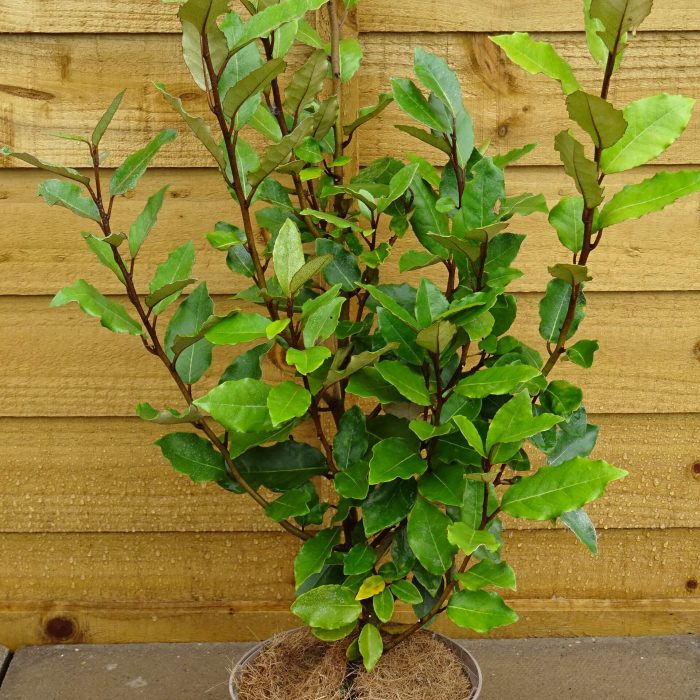 d0b12364-7ae3-4a52-8430-5a8fa33c8cf8