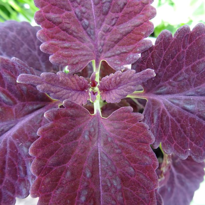 65c08053cd12e01fe82b88c3f8f9c9b4.jpg f640b184-a0de-4fa5-8440-0fea4d0173c5