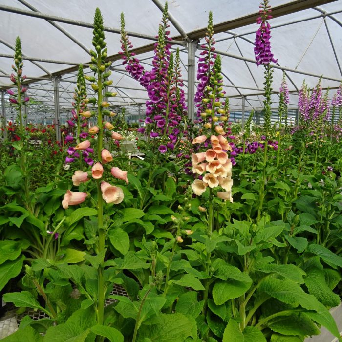 66899d0812c236f605b76bea0048b010.jpg 2778a3b3-0efa-43ab-aa9b-c62da50ed559