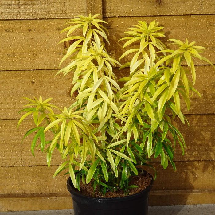 66ff394d140bc635a26d4b8add4fa4a8.jpg de3e88d2-314f-4494-b4f4-1260dc69a048