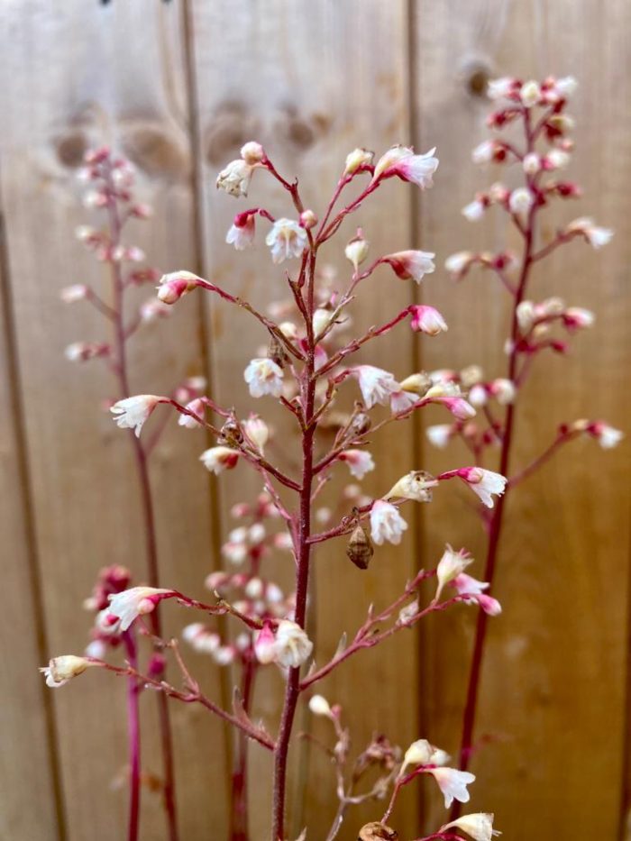 8fd62ce8-2c58-4644-a3f6-3e535082b632