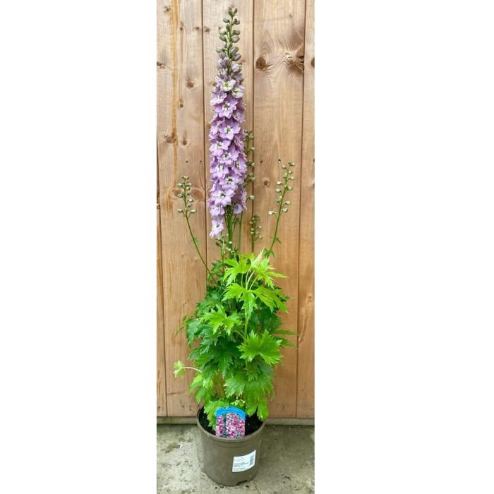 6794576ef0d9651797fb405d17eb9b5e.jpg b40c6422-9952-4eb6-880b-d8dfaebed30b