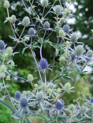 67c4c2100cea9574762f5cd79b84ea9b.jpg b464dfc8-eb66-4d14-bfeb-c4765bf8e55c