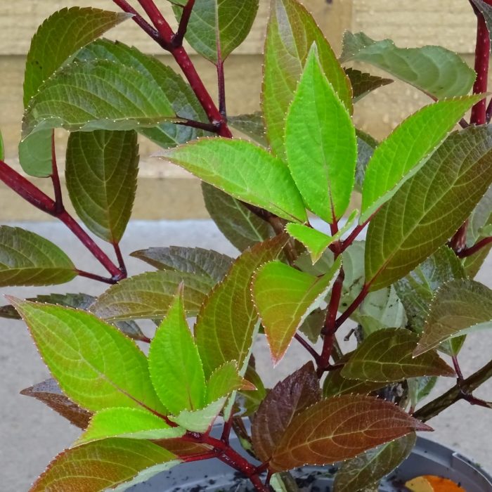 794c9a29-66e9-4d29-91e9-e16d38643af5