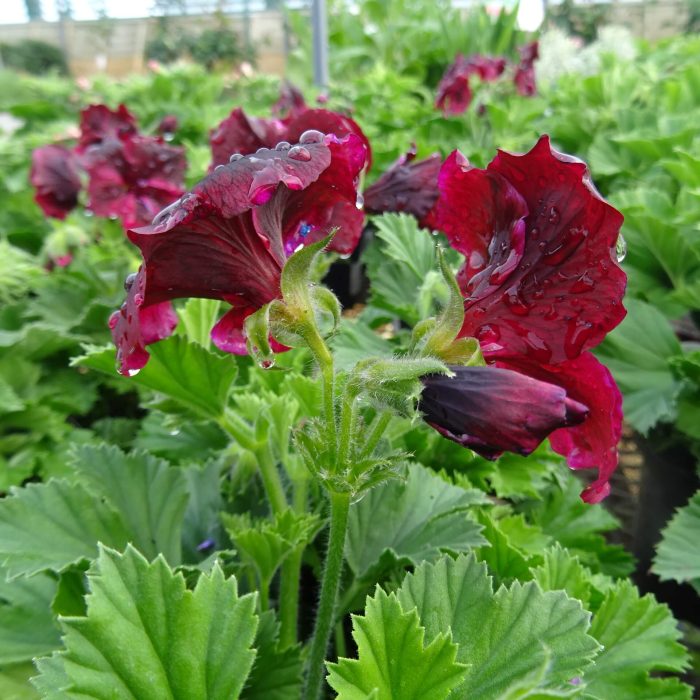 b1ac13fe-cec6-4709-90b6-b1ed793418ea