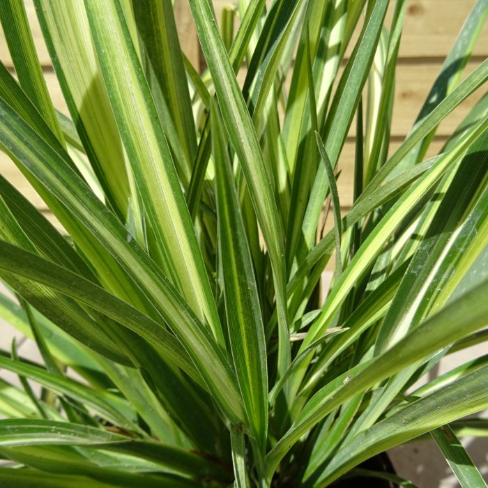 5fc9dbf6-e502-4e5d-aaf5-7d218d4d3a8a