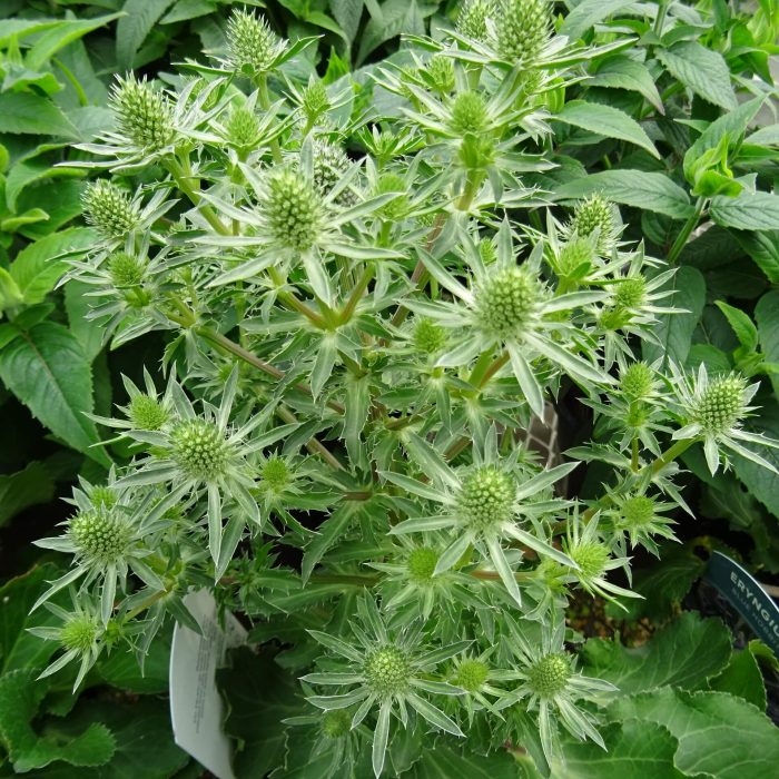 69c6a4eeb147f15c7b43cf3e53e30ca0.jpg 5deb5eb5-53cf-4302-a348-71dc81c2d883