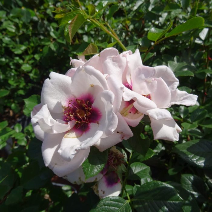 6a37c7f027a82e53e692ba06df73ec25.jpg f2c1c8e5-a2d3-4a34-93ad-83873f809f39