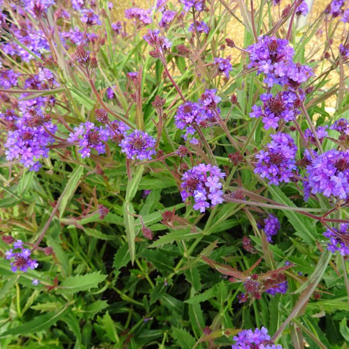 9ffa1005-85ce-4a12-a47e-e425ccaac711