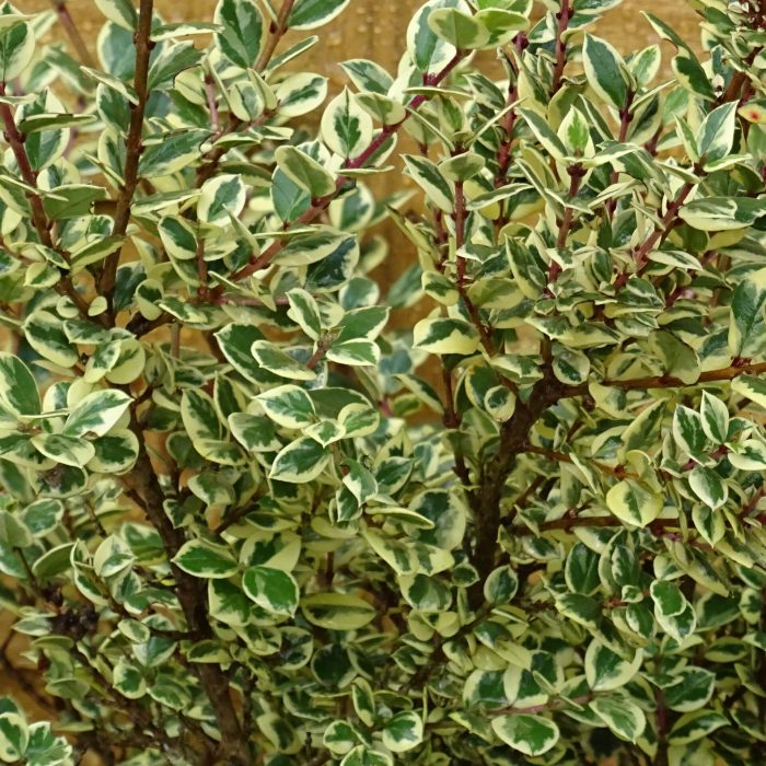 e81fa2f4-0b1a-4549-8b62-df8264d6dc7d