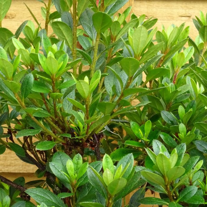 4611cac5-db94-4821-a272-ea5f815c0e25