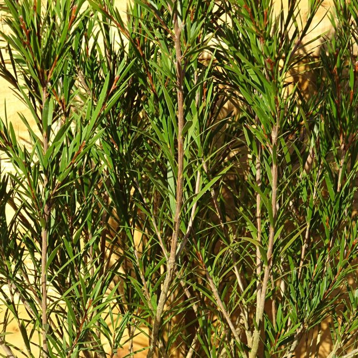 8efc4731-4023-4228-a88e-16292c8e20e0