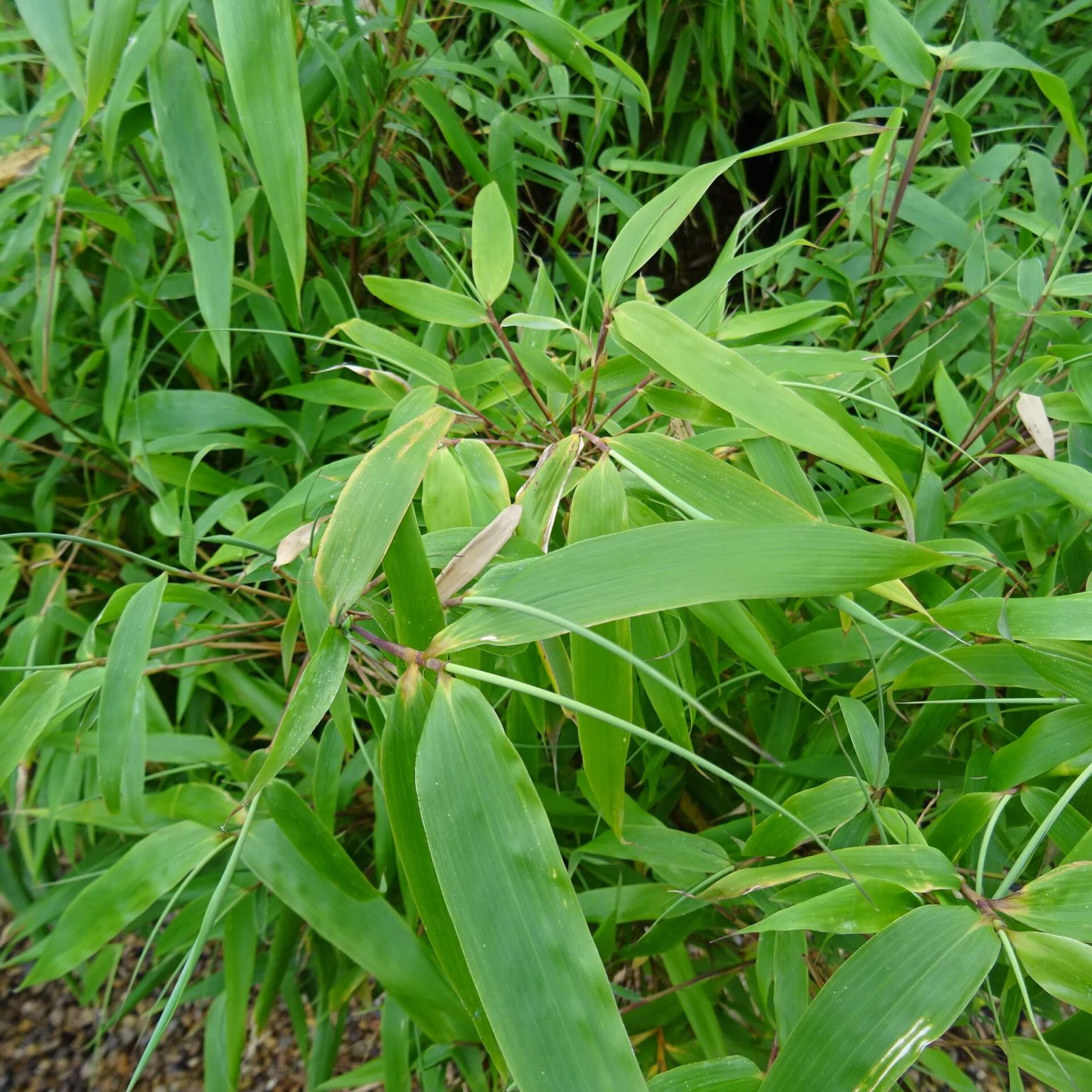 Bamboo Fargesia robusta 'Formidable' 5Ltr ⋆ Cuckoo Bridge Nursery ...