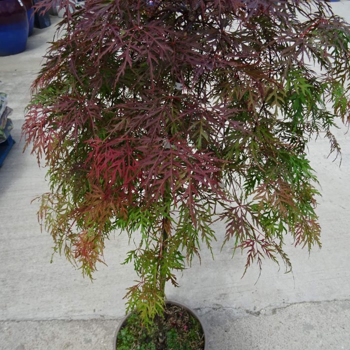 f0733cd8-82a6-45ad-8d70-4c9ebc7a6e37