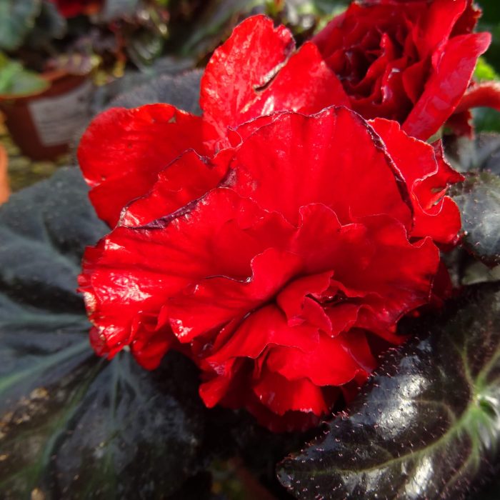 ae70a032-9819-49ba-bec7-e880a2f88244