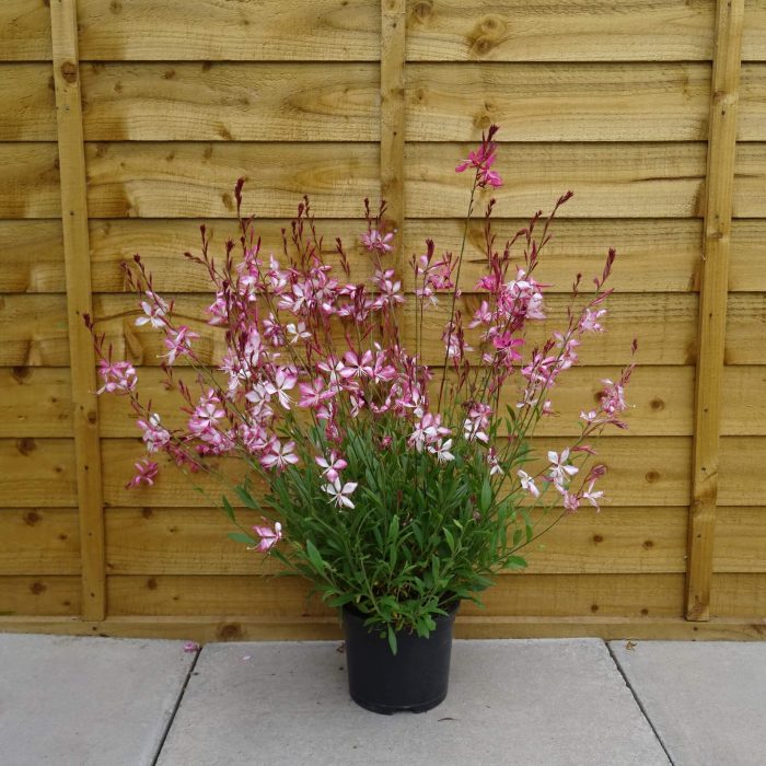 7228bf9b98f68da72a0def6d24be5727.jpg 1946eb90-a53e-40cf-9f7e-fd5362637b1d