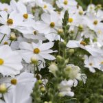 da428f90-cc01-438c-a59e-6506bc2b15e1