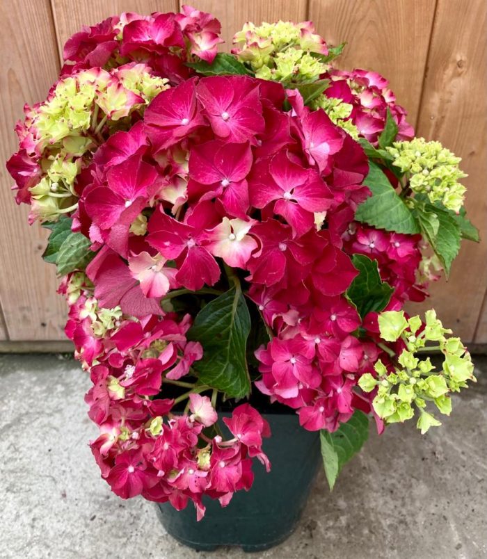 747c00ae3c5c56c06bfd40f2186412c1.jpg 915465b0-eecc-4646-8d74-2952c123e99b