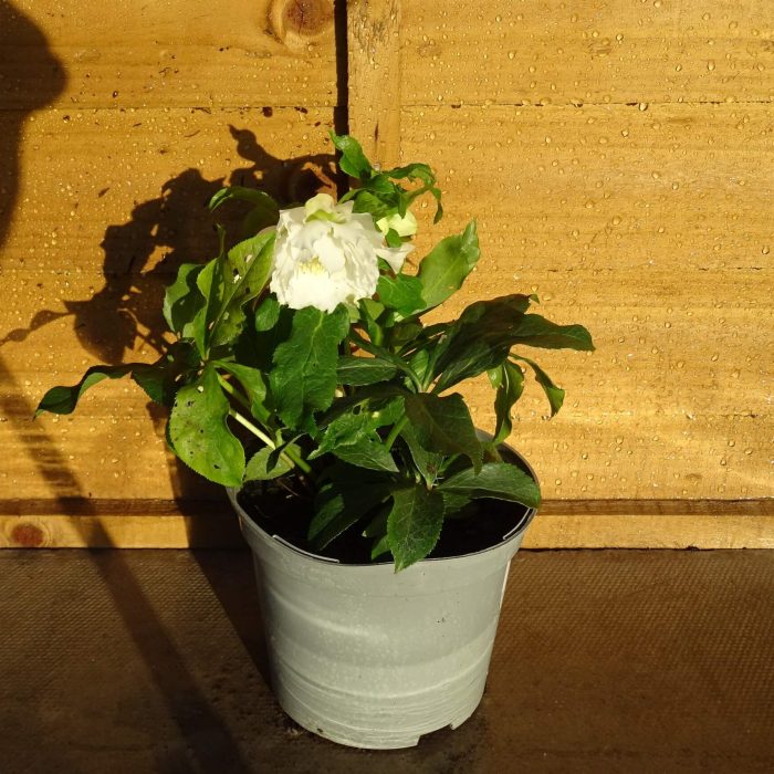 948c3d3a-f4e0-481d-a3ba-9bc47a28b25f