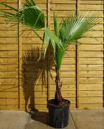 4afa5c66-f4fc-4d55-9613-4ce184c3883c