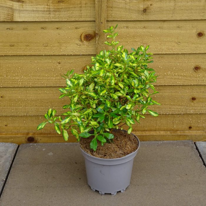 0821c2d4-36d5-42b4-98db-e9cf811d66ff