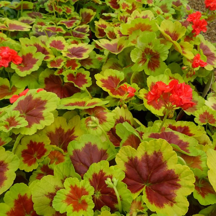 5c53934d-a041-474c-aad6-a46ef67b90c8