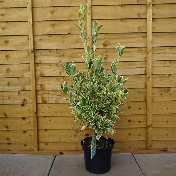 2f3eff81-a479-4815-99d4-796a37bce841