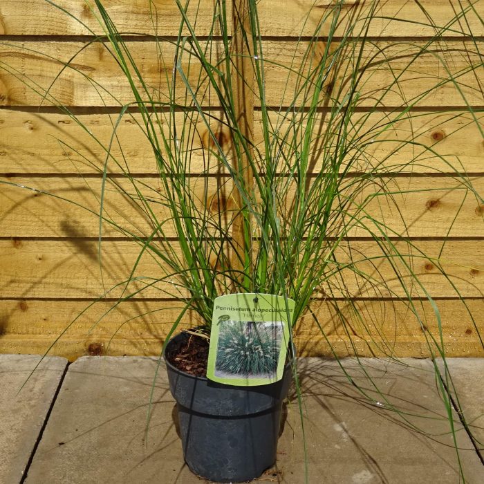 cf0bab45-ced5-4db0-9da4-846cd3afefaa