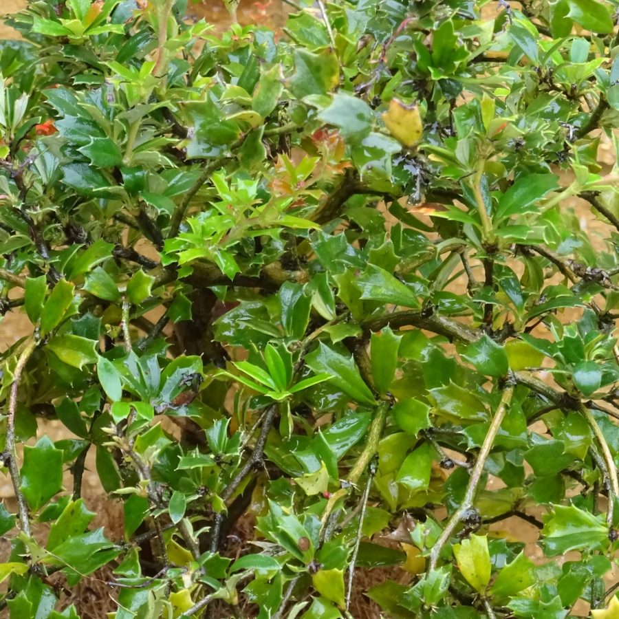 Berberis Compacta 2Ltr ⋆ Cuckoo Bridge Nursery & Farm Shop