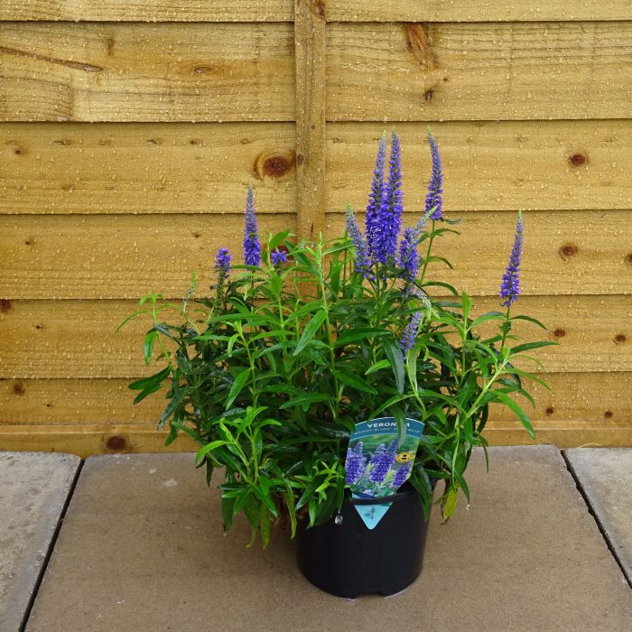 d8491788-ff25-45a5-91ec-f41f7cf5a34a