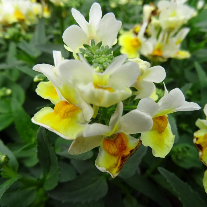 7a224385b3c94508becea2043d32566c.jpg 0bde56bb-1028-40dd-b45e-fa8185e1b11b