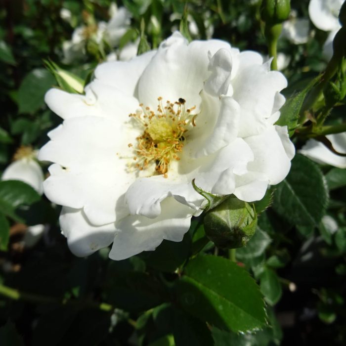 7c35ce0f686b9ee0ddfa616224b040b7.jpg 3ce07b59-af0e-43ba-966d-537065084106