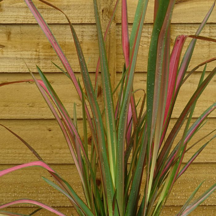 acbeffc1-6bed-4260-91d8-b2248ebfe8d9