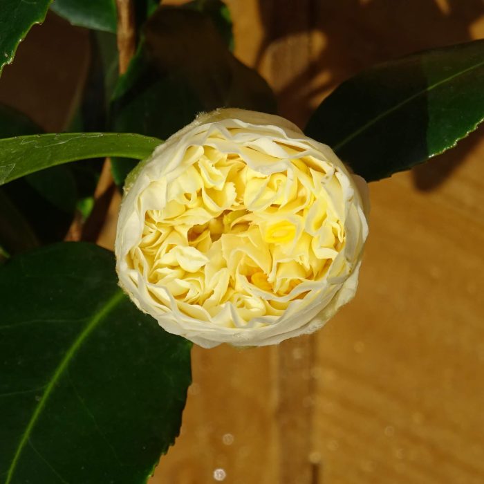 ee0c26e5-b8bc-4d22-a40a-3efd0a74ae85