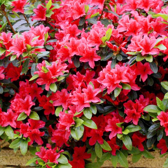 4437fbeb-f3e8-4942-be8c-19d5663edbec