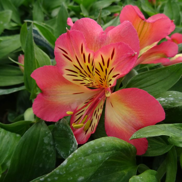 7f7a4403f6012e13c2f2ca7e8070376e.jpg 41d6e0e7-e9a4-4252-83b8-02b218e84d7c