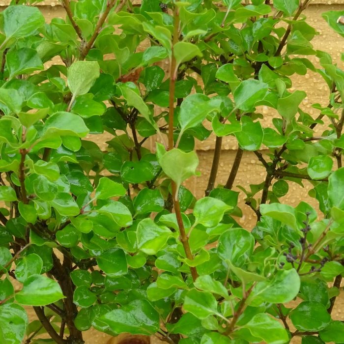 a71e8678-ad97-4868-a23d-23dbcb423e84