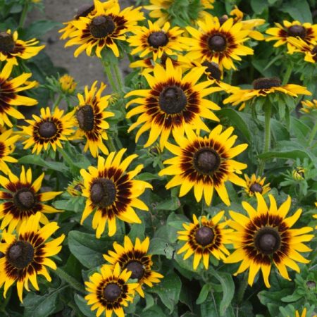 0d0786b2-c6b7-4df2-b56d-eda34229d088