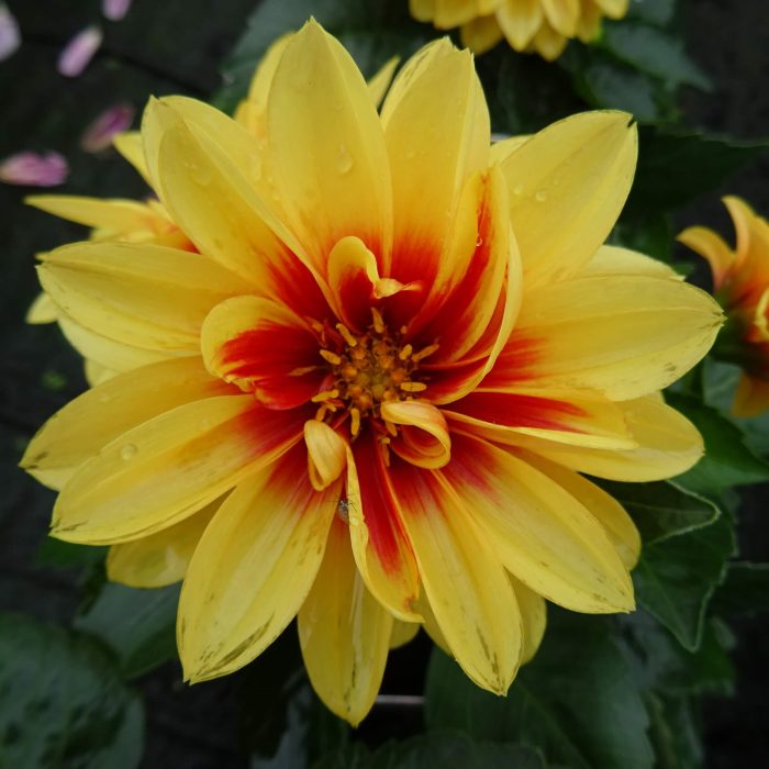 17b50123-6ed9-4c73-9220-f25609442342