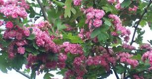 Crataegus Rosea - 