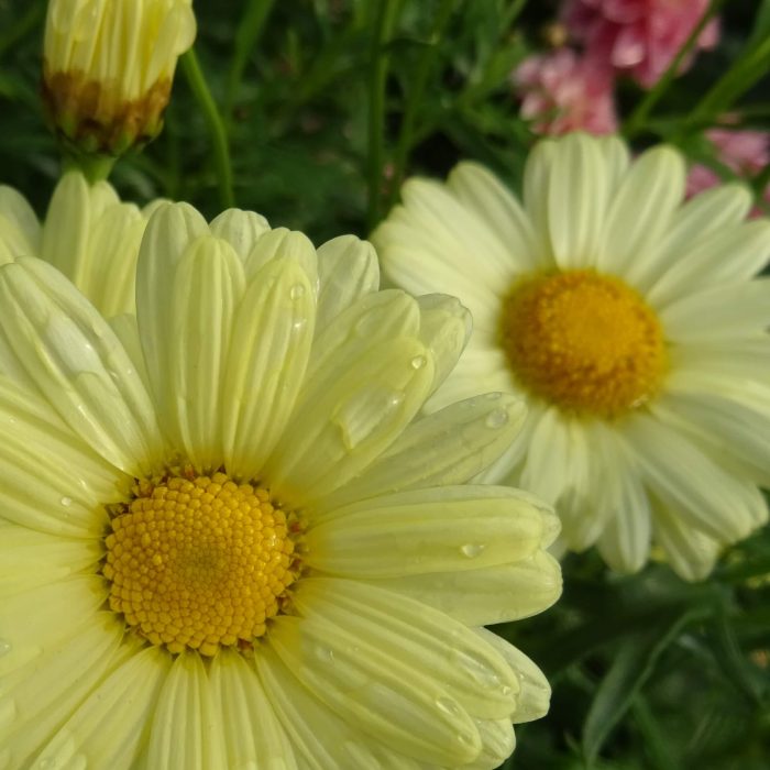 ce35539a-7a68-4c83-9d2f-16edf0c53e14