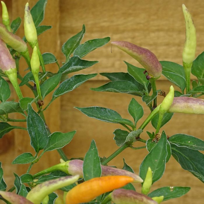 07d07f4e-c5ca-41a5-83e5-c3f164987f4b