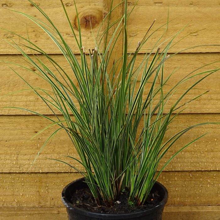 eca3f636-0d49-410c-878a-fff5aae32bfa