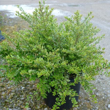 fe60d208-f52a-4fce-8719-5b3fad1c6da7